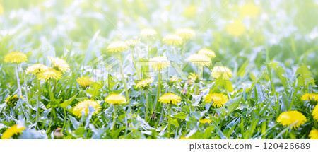 Baner of yellow dandelion in green grass. 120426689