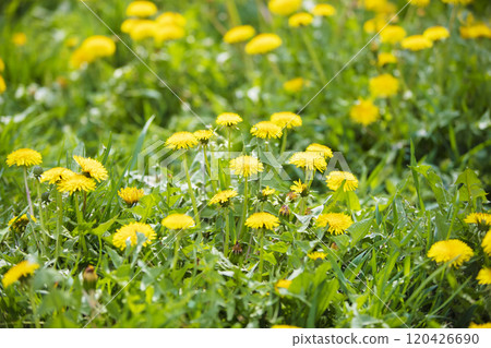 Yellow dandelions in green grass. Summer background. 120426690