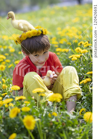 A little boy sits in the grass and plays with ducklings. A little boy sits in the grass and plays with ducklings. 120426691