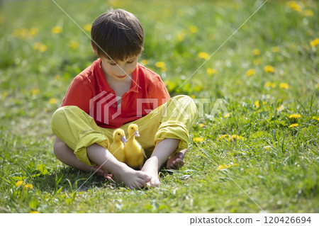 A little boy sits in the grass and plays with ducklings. 120426694