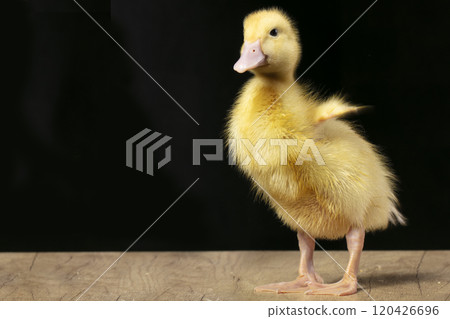 Fluffy yellow duckling on a black background. Fluffy yellow duckling on a black background. 120426696