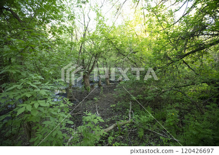 Dense forest thickets. Green tree branches. Dense forest thickets. Green tree branches. 120426697
