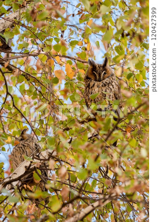 Long Eared Owls Sitting on Tree in Kikinda 120427399