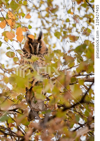 Long Eared Owl Sitting on Tree in Kikinda Long Eared Owl Sitting on Tree in Kikinda 120427405