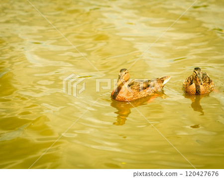 Wild duck on the water. Wild duck on the water. 120427676