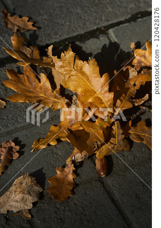 Golden autumn oak leaves scattered on paved walkway during a sunny day in park 120428176