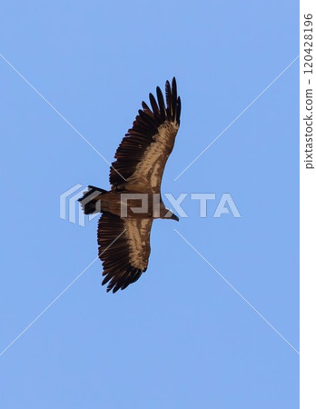 Griffon Vulture (Gyps fulvus) flying against blue sky, near Plakias on southern Crete, Greece. Griffon Vulture (Gyps fulvus) flying against blue sky, near Plakias on southern Crete, Greece. 120428196