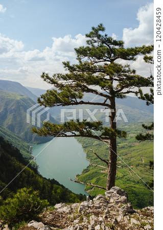 Majestic pine tree overlooking a serene lake and lush green hills in a mountainous landscape on a clear sunny day 120428459