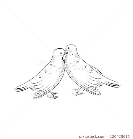 Line art. Pair of doves in line art style. Vector minimalist 120428615