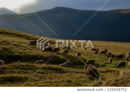 A picturesque scenic landscape featuring grazing sheep in the breathtaking majestic mountains 120428752