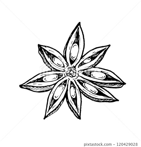 A star anise flowers with intricate details. Vector hand drawn illustration. Perfect for culinary, botanical or holiday designs, highlighting spice, flavor and natural beauty, desserts, pastries 120429028