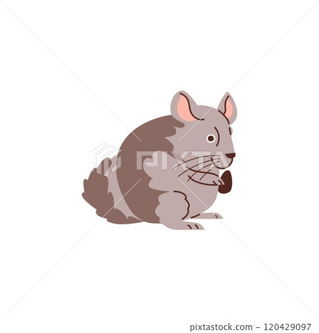 Cute grey fat hamster gnaws a seed, funny fluffy pet holding a sunflower seed, vector cartoon small domestic animal 120429097
