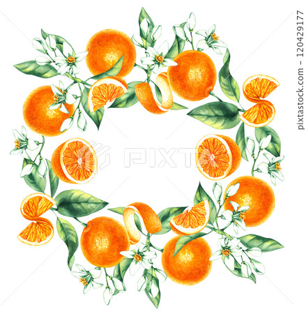 Watercolor orange tropical fruit hand drawn 120429177