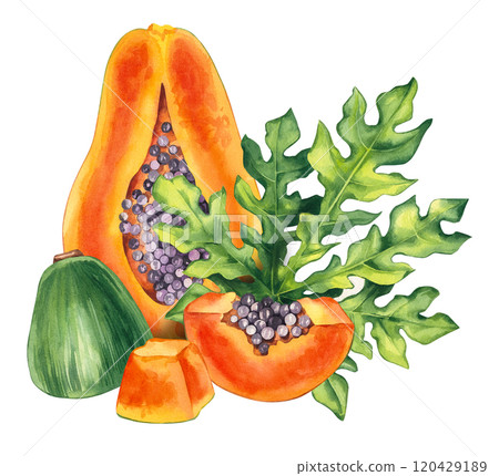 Watercolor papaya tropical fruit hand drawn isolated 120429189