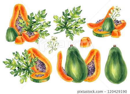 Watercolor papaya tropical fruit hand drawn isolated 120429190
