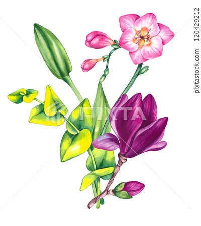 Floral illustration with freesia magnolia and lily 120429212