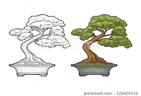 Bonsai tree in pot. Vintage black vector engraving illustration Bonsai tree in pot. Vintage black vector engraving illustration 120429318