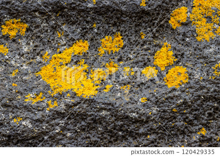 Volcanic rock with yellow lichen spots, Iceland 120429335