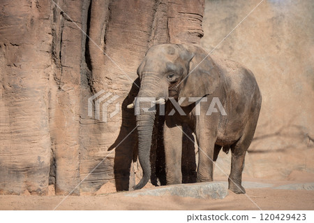 elephants in Valencia Biopark Spain 120429423