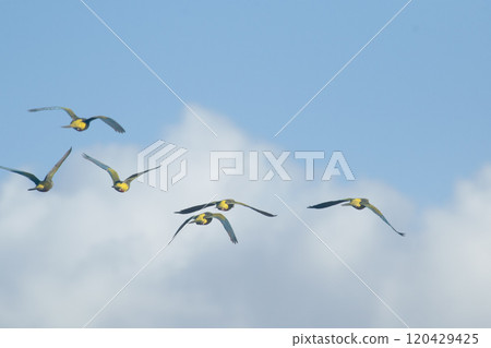 Flock of monk parakeets flying in the sky Flock of monk parakeets flying in the sky 120429425