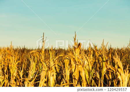 Corn field at the sunset 120429557