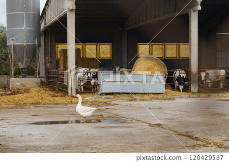 Calves in a covered farm pen behind a fence on a dairy farm. Calves in a covered farm pen behind a fence on a dairy farm. 120429587