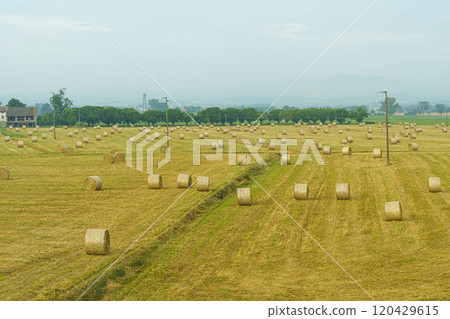 On the field near the farm are pressed rolls of straw On the field near the farm are pressed rolls of straw 120429615