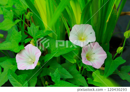 Bindweed, which has been loved since the days of Manyo Bindweed, which has been loved since the days of Manyo 120430293