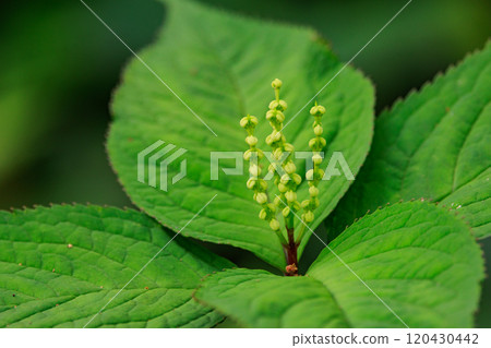 Chloranthus serrata 以靜香御前和鬼魂共舞的歌曲“Futari Shizuka”命名 Chloranthus serrata 以靜香御前和鬼魂共舞的歌曲“Futari Shizuka”命名 120430442