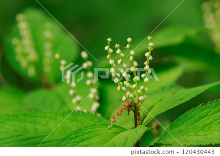 Chloranthus serrata 以靜香御前和鬼魂共舞的歌曲“Futari Shizuka”命名 Chloranthus serrata 以靜香御前和鬼魂共舞的歌曲“Futari Shizuka”命名 120430443