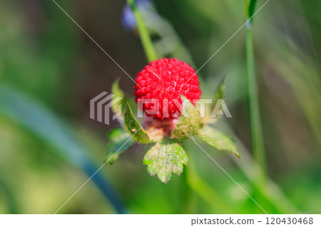 The Japanese name for this harmless snakeberry is said to come from the fact that it is poisonous and inedible, so snakes eat it instead. 120430468