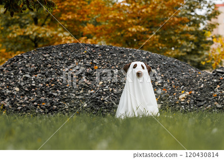 Cute Labrador dog is dressed in Halloween ghost costume, pet is sitting in autumn park 120430814