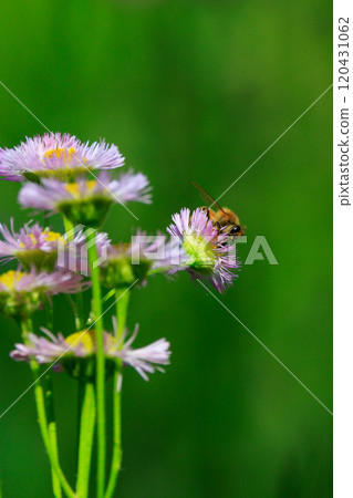 Honeybees are a group of bees that gather nectar for food and other uses by forming a society of queen bees and worker bees. 120431062