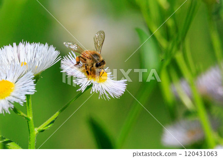 蜜蜂與蜂王和工蜂組成一個社會，收集可食用和其他有用的花蜜。 120431063