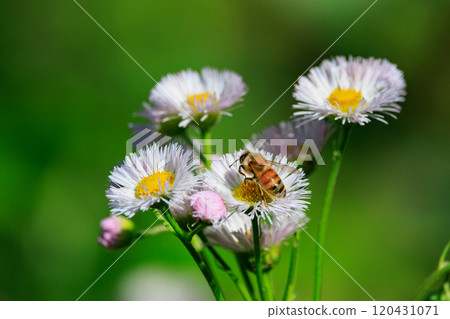 蜜蜂與蜂王和工蜂組成一個社會,收集可食用和其他有用的花蜜。 蜜蜂與蜂王和工蜂組成一個社會,收集可食用和其他有用的花蜜。 120431071