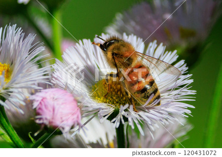 蜜蜂與蜂王和工蜂組成一個社會,收集可食用和其他有用的花蜜。 蜜蜂與蜂王和工蜂組成一個社會,收集可食用和其他有用的花蜜。 120431072