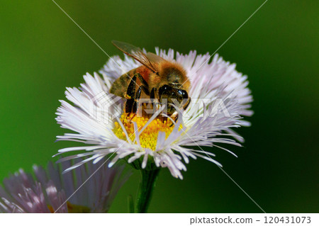 Honeybees are a group of bees that gather nectar for food and other uses by forming a society of queen bees and worker bees. Honeybees are a group of bees that gather nectar for food and other uses by forming a society of queen bees and worker bees. 120431073