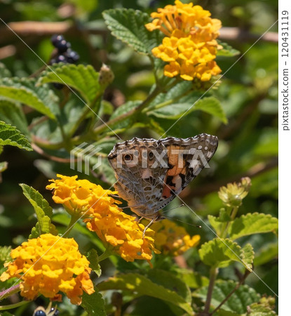 Butterfly on flowers in southern Crete island, Greece. 120431119