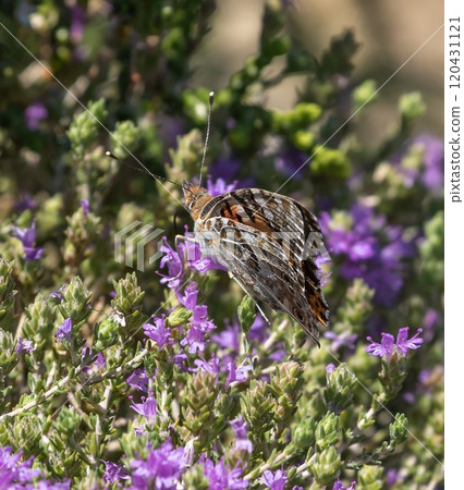 Butterfly on flowers in southern Crete island, Greece. Butterfly on flowers in southern Crete island, Greece. 120431121