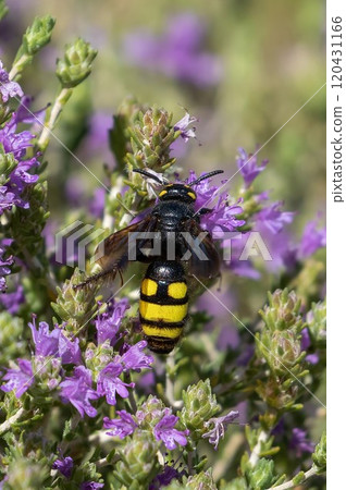 Insect on flowers in southern Crete island, Greece. Insect on flowers in southern Crete island, Greece. 120431166