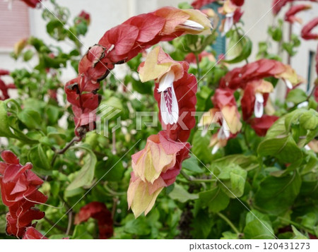 Flowers of Coevisco 120431273