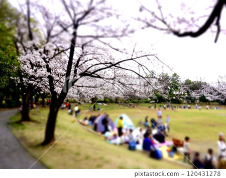 一家人賞櫻花 120431278