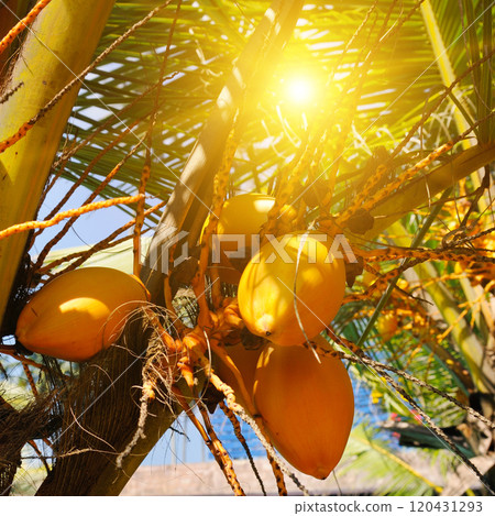 Close-up of coconuts on palm tree branches in bright sun. 120431293