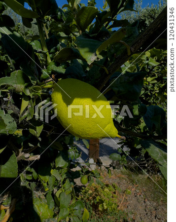 Bright Yellow Lemon Hangs on Green Citrus Tree in Sunny Orchard During Harvest Season Bright Yellow Lemon Hangs on Green Citrus Tree in Sunny Orchard During Harvest Season 120431346