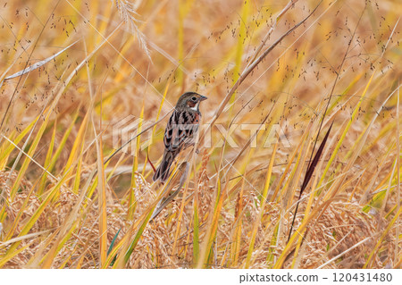 Hooaaka 秋天飛入稻田 120431480