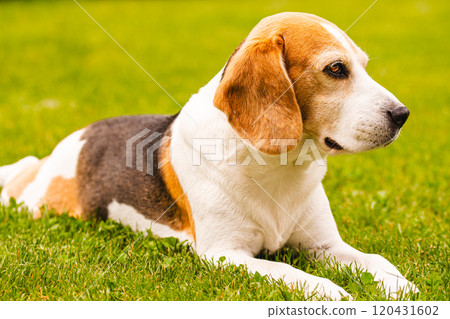 Tricolour beagle lying relaxed on green grass in shade on warm summer afternoon. 120431602