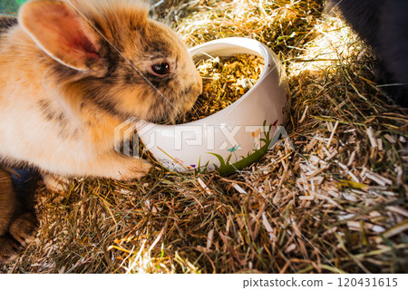 Cute bunny eating from bowl, Adorable rabbit on hay Cute bunny eating from bowl, Adorable rabbit on hay 120431615