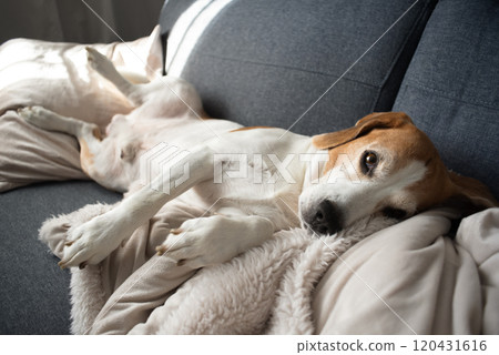 Portrait of Adult male beagle dog sleeping indoors on sofa Portrait of Adult male beagle dog sleeping indoors on sofa 120431616