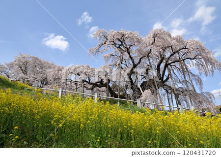 三春瀧櫻與油菜花（2024年4月/福島縣三春町） 120431720