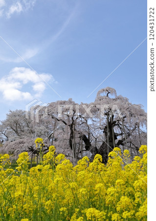 Miharu Takizakura and rape blossoms (April 2024 / Miharu Town, Fukushima Prefecture) 120431722